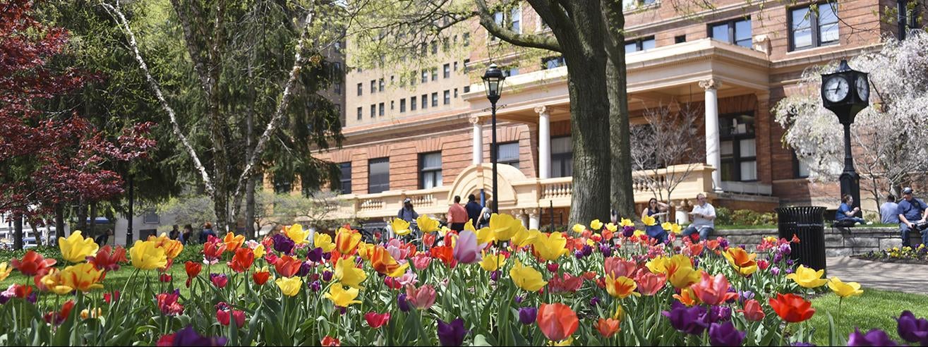 tulips blooming in front of William Pitt Union