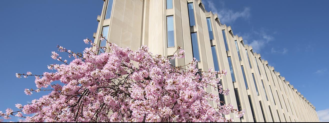 flowering trees on pitt campus