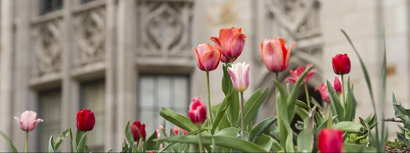 tulips in front of Cathedral of Learning