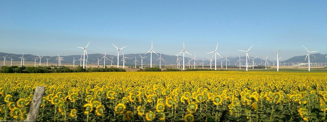 wind turbine farm behind field of sunflowers