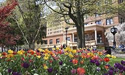 tulips blooming in front of William Pitt Union