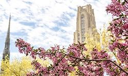 spring flowers in front of Cathedral of Learning