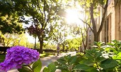 summer plantings by cathedral of learning