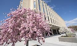 flowering trees on pitt campus