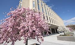 flowering trees on pitt campus