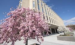 flowering trees on pitt campus