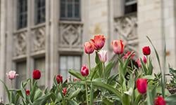 tulips in front of Cathedral of Learning