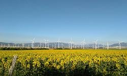 wind turbine farm behind field of sunflowers