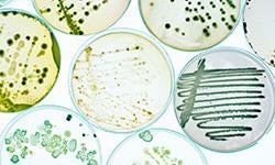 Microbiology & Immunology